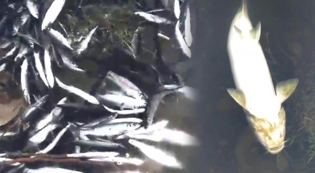 Karab&uuml;k'te baraj g&ouml;l&uuml;nde &ouml;l&uuml; balıklar kıyıya vurdu