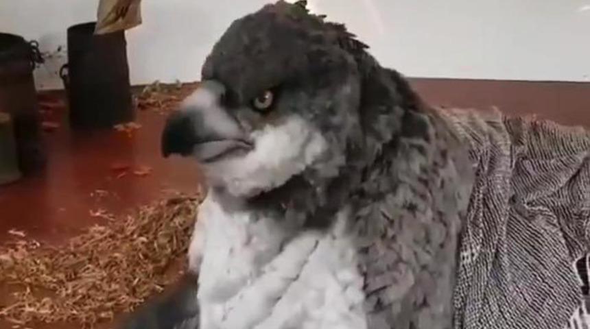 Şahgaga nedir? Hipogrif nedir? Ankara'da şahgaga g&ouml;r&uuml;ld&uuml; iddiası