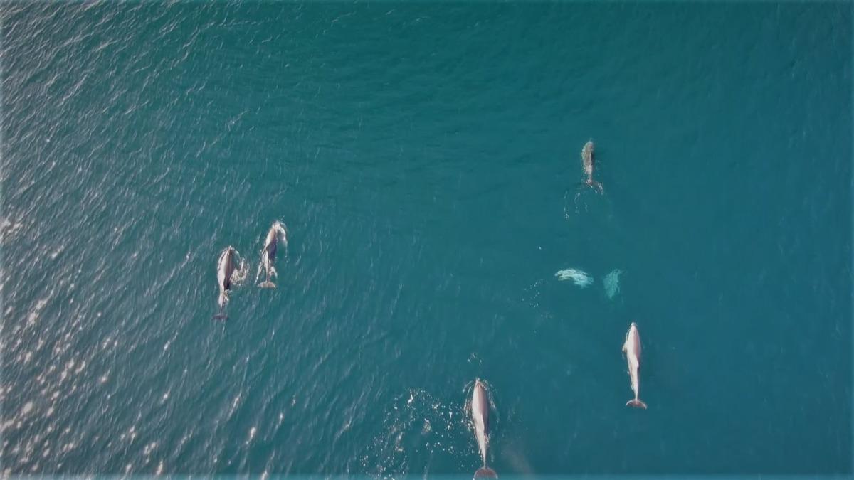 İstanbul'da muhteşem g&ouml;r&uuml;nt&uuml;! Yunuslar Boğaz'dan b&ouml;yle ge&ccedil;ti