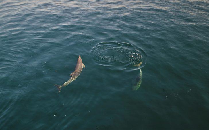 İstanbul'da muhteşem görüntü! Yunuslar Boğaz'dan böyle geçti G2