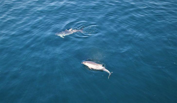 İstanbul'da muhteşem görüntü! Yunuslar Boğaz'dan böyle geçti G3