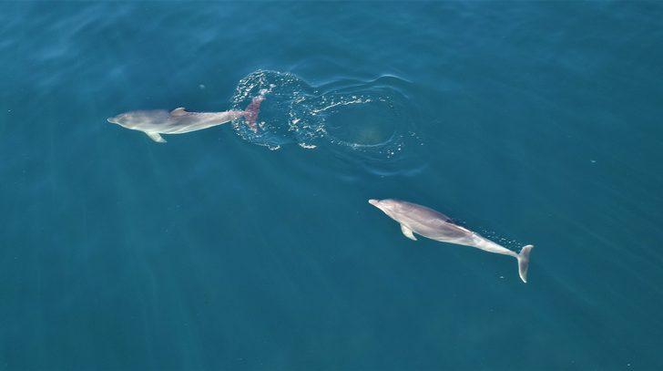 İstanbul'da muhteşem görüntü! Yunuslar Boğaz'dan böyle geçti G4