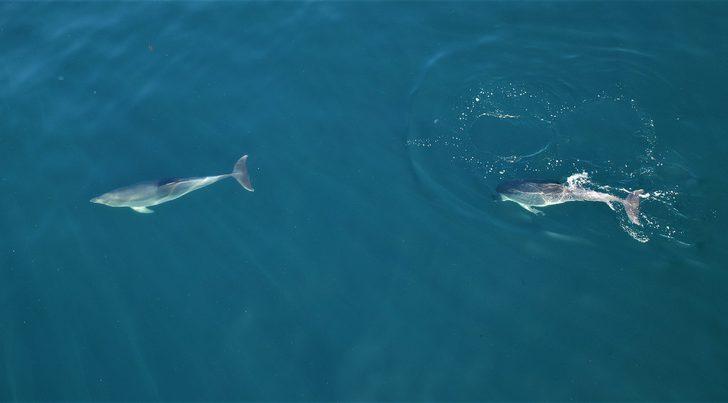 İstanbul'da muhteşem görüntü! Yunuslar Boğaz'dan böyle geçti G5