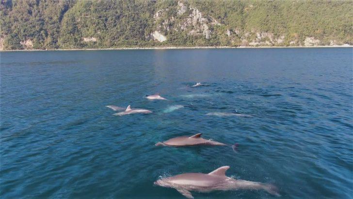 İstanbul'da muhteşem görüntü! Yunuslar Boğaz'dan böyle geçti G1