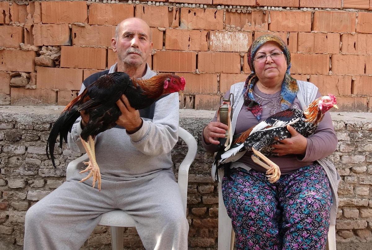 Hobi olarak yaptıkları Hint horozu yetiştiriciliği, ge&ccedil;im kaynakları oldu