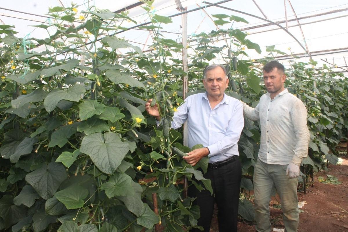 Dikenli salatalık pazarı &uuml;reticinin y&uuml;z&uuml;n&uuml; g&uuml;ld&uuml;rd&uuml;