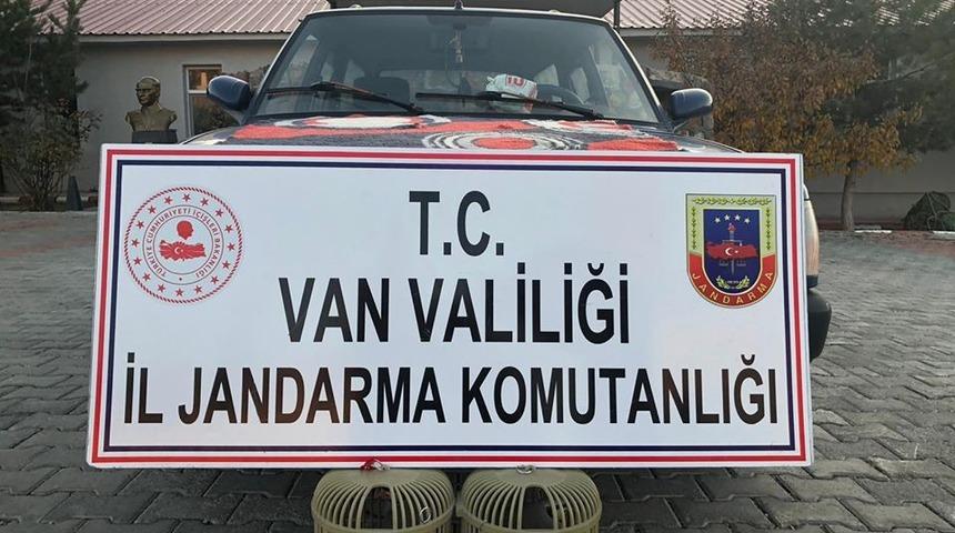 Muradiye’de kaçak avlanmış 2 kınalı keklik ele geçirildi