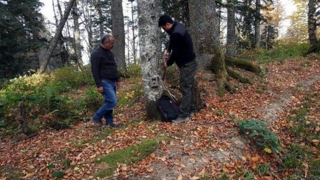 Sinop’ta bozayı araştırması