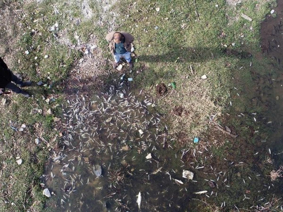 Karab&uuml;k&rsquo;te &ccedil;evre katliamı! Binlerce balık telef oldu