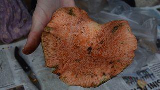 Akademisyenlerden mantar uyarısı: Bazı mantarlar sadece bir kez yenir