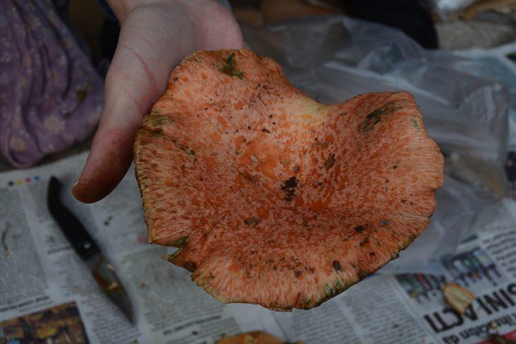 Akademisyenlerden mantar uyarısı: Bazı mantarlar sadece bir kez yenir G4