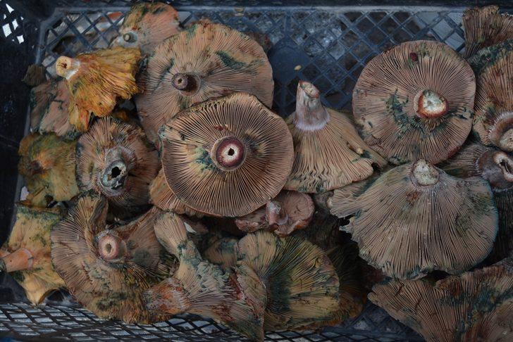 Akademisyenlerden mantar uyarısı: Bazı mantarlar sadece bir kez yenir G1