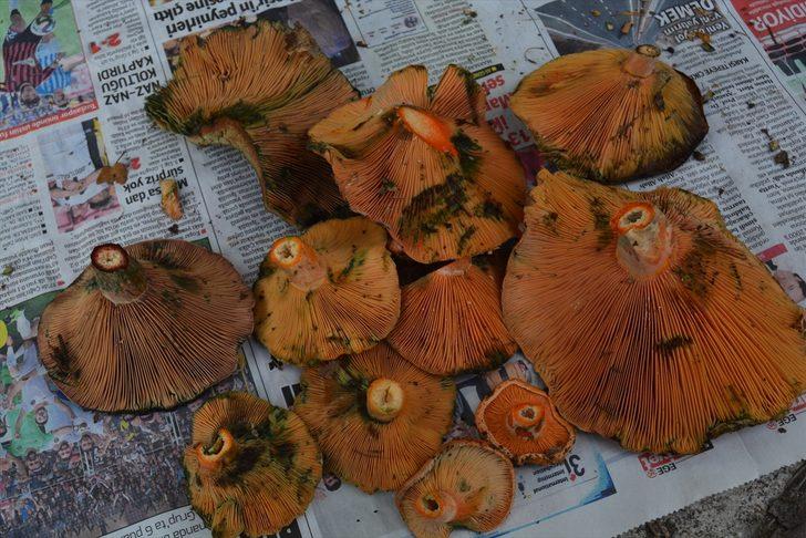 Akademisyenlerden mantar uyarısı: Bazı mantarlar sadece bir kez yenir G3