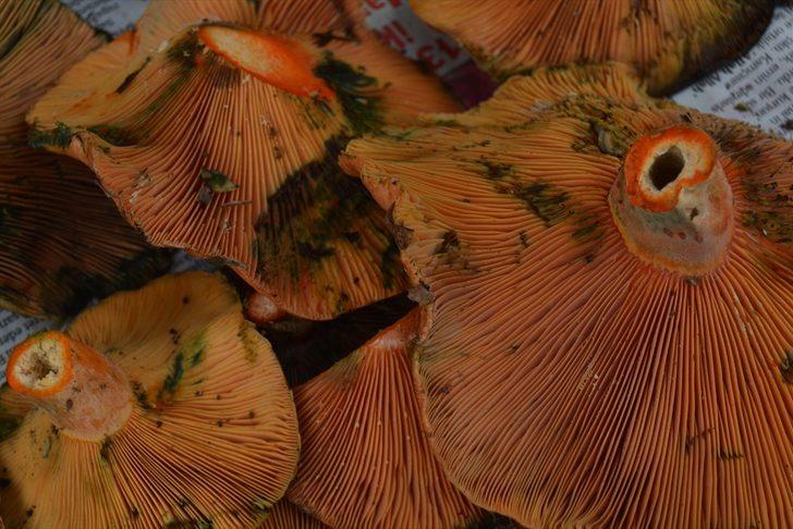 Akademisyenlerden mantar uyarısı: Bazı mantarlar sadece bir kez yenir G5