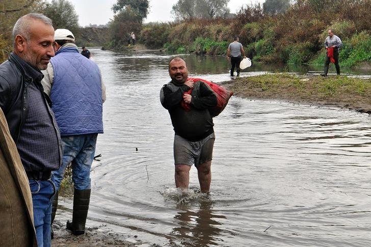 Nehirdeki ölü balıkları çuval ve kasalarla evlerine götürdüler G1