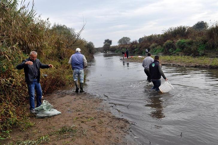 Nehirdeki ölü balıkları çuval ve kasalarla evlerine götürdüler G3
