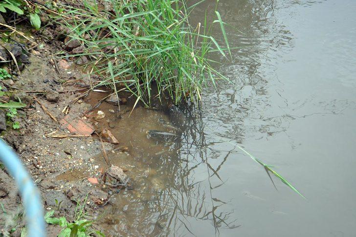 Nehirdeki ölü balıkları çuval ve kasalarla evlerine götürdüler G4