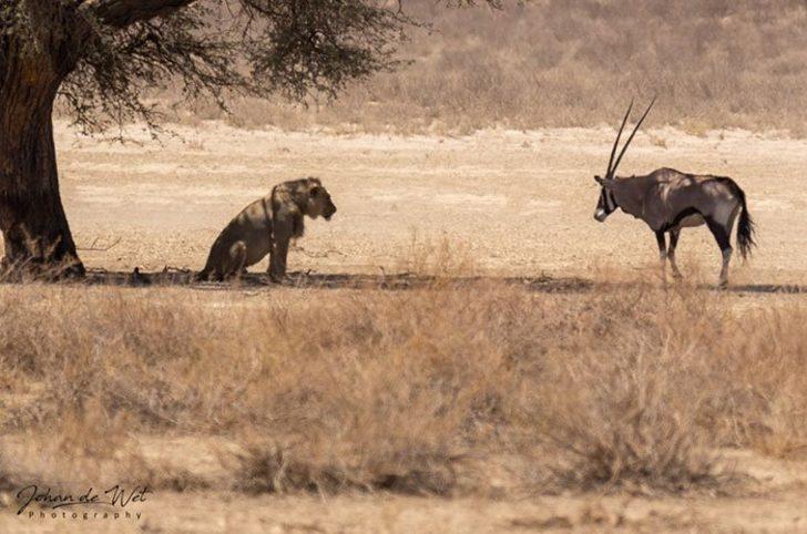Yaralı antilop, aslanın yanına giderek resmen intihar etti! G1