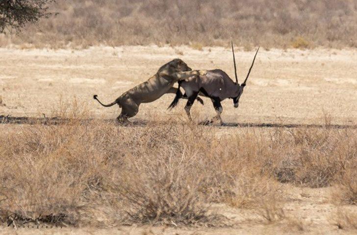Yaralı antilop, aslanın yanına giderek resmen intihar etti! G2