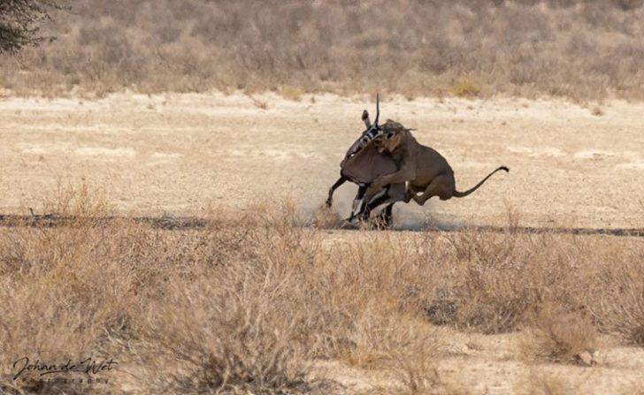 Yaralı antilop, aslanın yanına giderek resmen intihar etti! G3