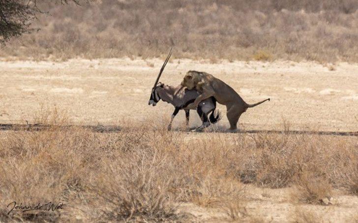 Yaralı antilop, aslanın yanına giderek resmen intihar etti! G4