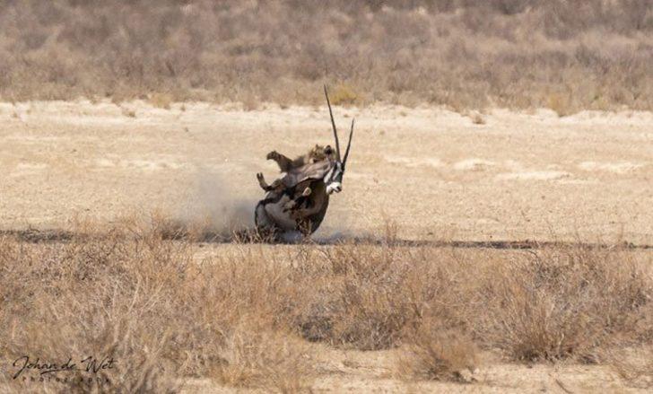 Yaralı antilop, aslanın yanına giderek resmen intihar etti! G5