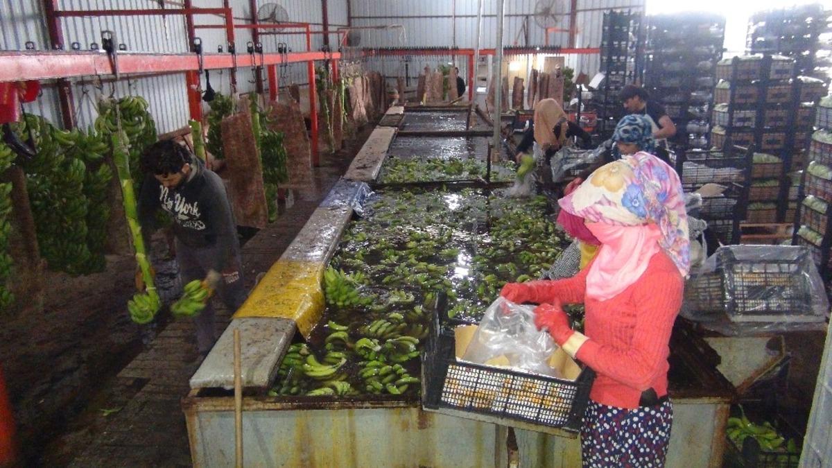 Silifke&rsquo;de muz &uuml;retimi hızla artıyor