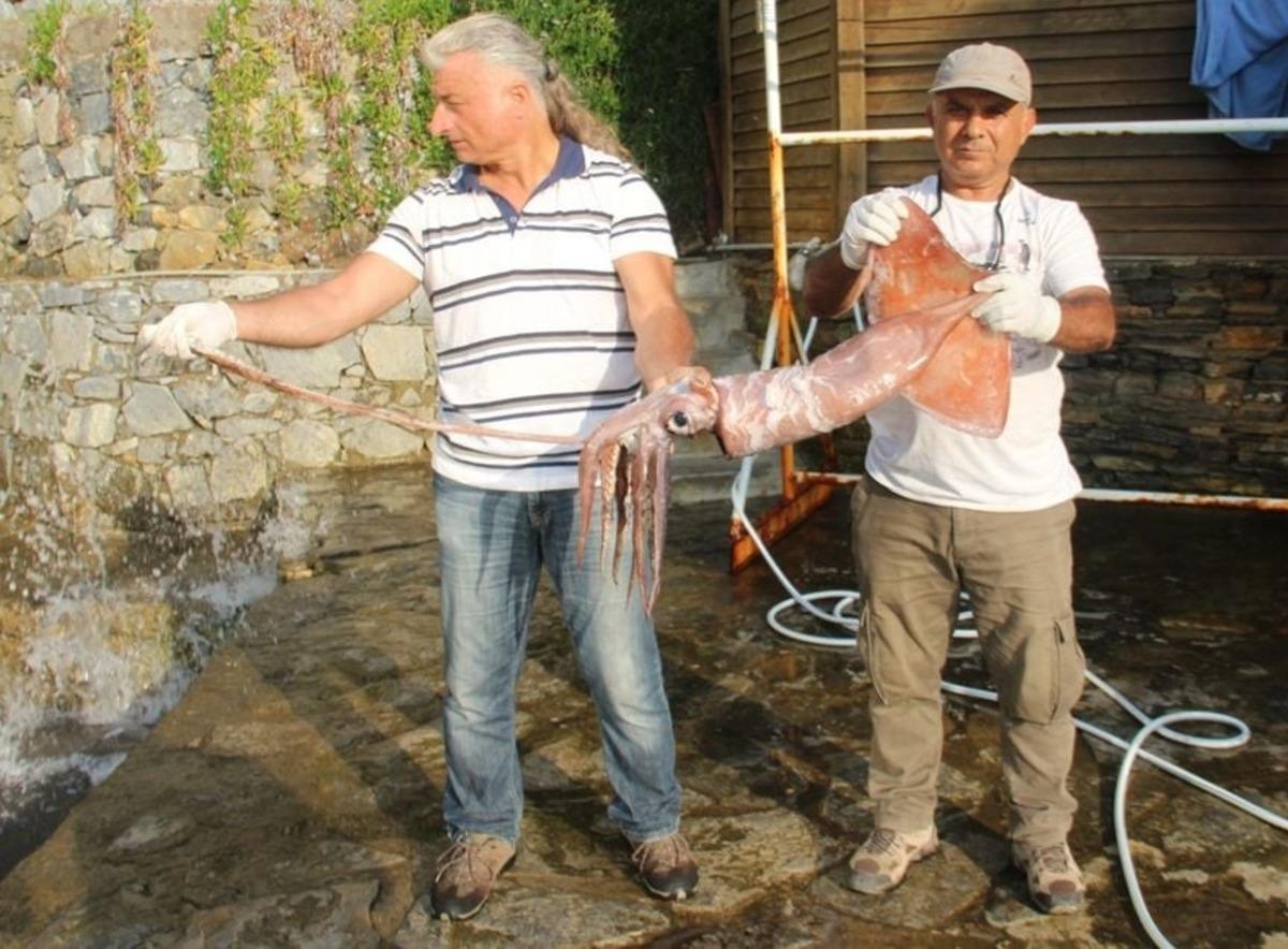 Kuşadası K&ouml;rfezi yeni t&uuml;rlere ev sahipliği yapmaya başladı