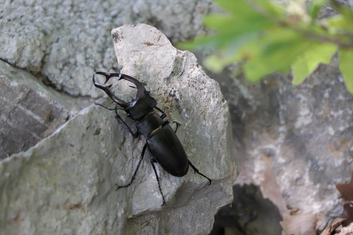 Nadir g&ouml;r&uuml;len "Geyik B&ouml;ceği" Antalya'da g&ouml;r&uuml;nt&uuml;lendi