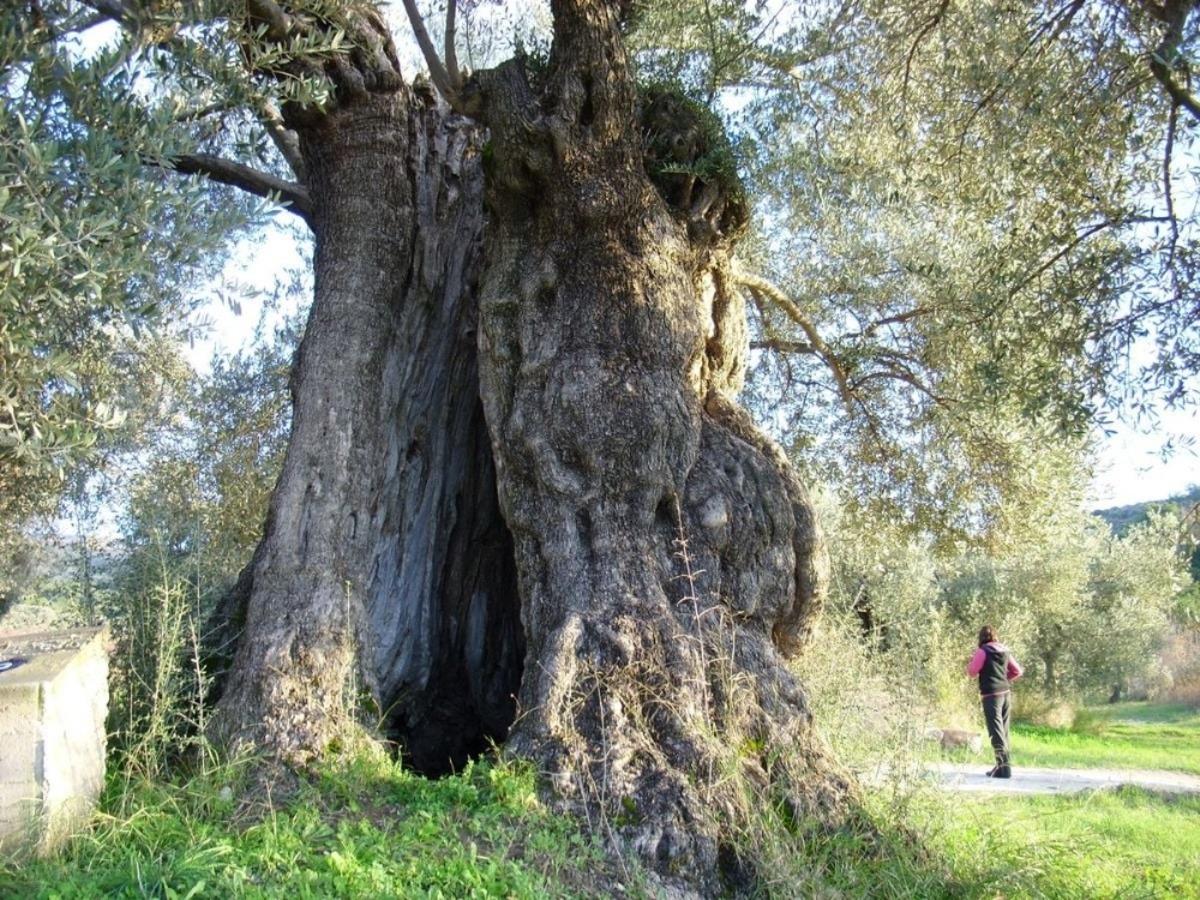 Tarihin &uuml;&ccedil; sessiz tanığı koruma altına alındı