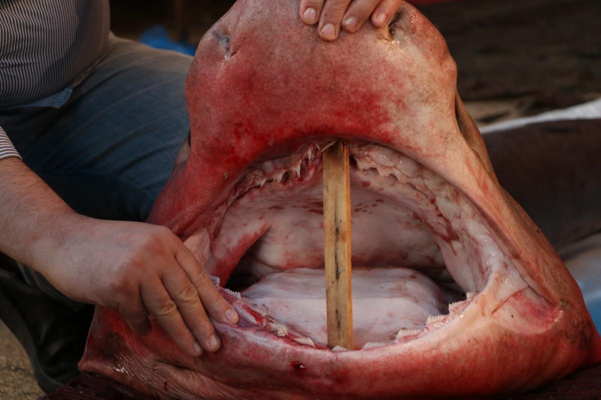 Mersin'de yakalandı! Dev k&ouml;pek balığı balık&ccedil;ıların ağına takıldı