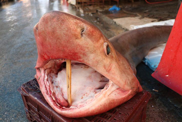 Mersin'de yakalandı! Dev köpek balığı balıkçıların ağına takıldı G2