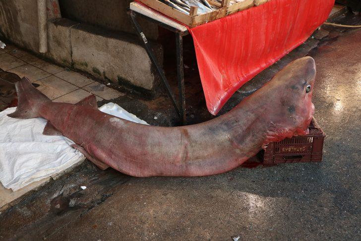 Mersin'de yakalandı! Dev köpek balığı balıkçıların ağına takıldı G3