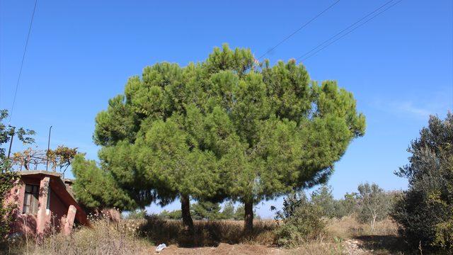 Kozalak toplamak için ağaca çıkan kişi elektrik akımına kapılarak yaralandı