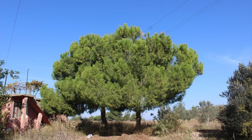 Kozalak toplamak i&ccedil;in ağaca &ccedil;ıkan kişi elektrik akımına kapılarak yaralandı