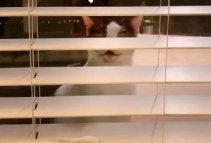 Her gece gelip aileyi izliyordu! Gerçek sonradan anlaşıldı G1