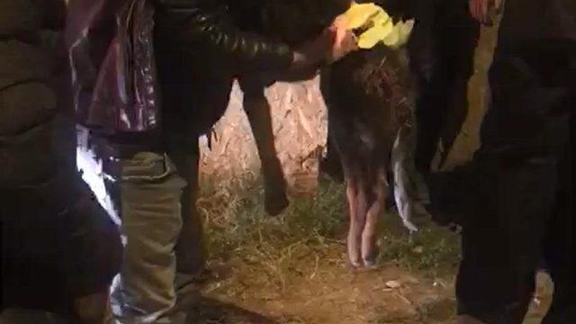 Sıkışan yaralı sokak köpeğini, itfaiye kurtardı