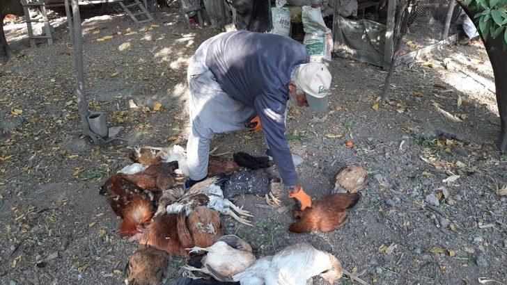 Tavukları zehirlendi! Gözyaşlarına hakim olamadı G3