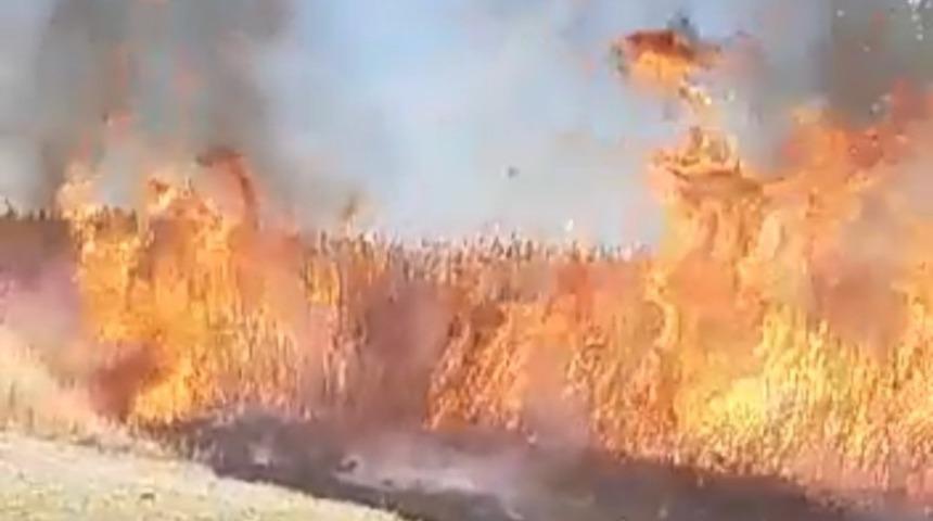 Muradiye&rsquo;de sazlık yangını