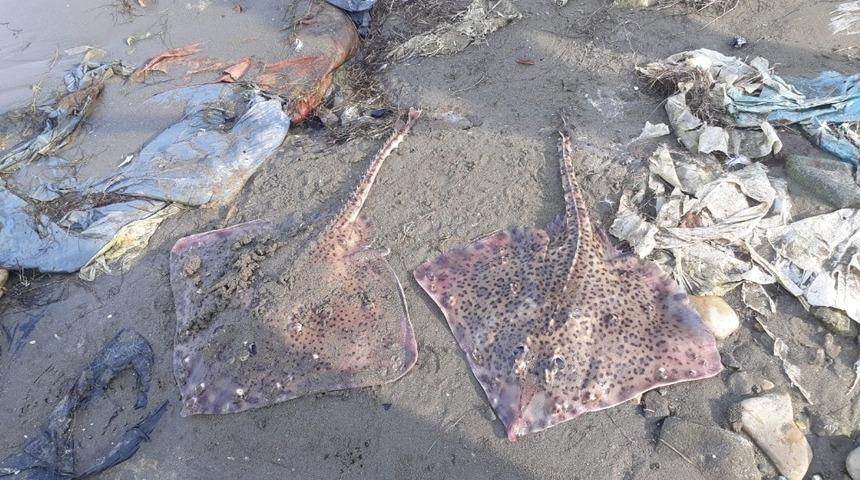 Sinop'ta kıyıya vuran iki vatoz görenleri şaşırttı