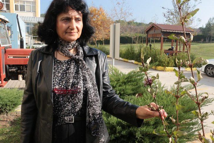 (Özel) "Ispanak değil şeytan elması zehirliyor" G2