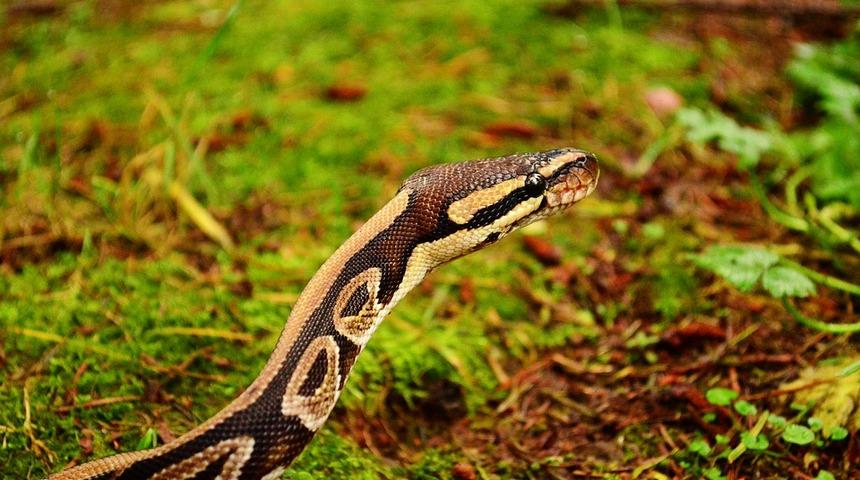 Su i&ccedil;en geyiği sinsice avladı!