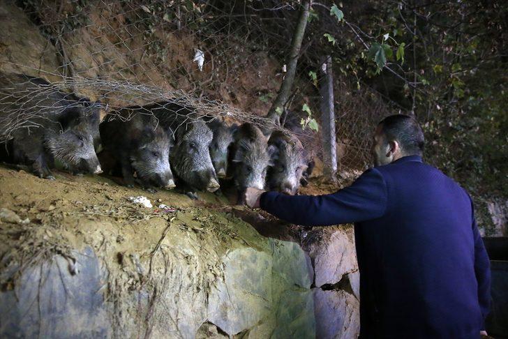İstanbul Sarıyer'de şaşırtan görüntüler! Yaban domuzlarını elleriyle besliyorlar G1