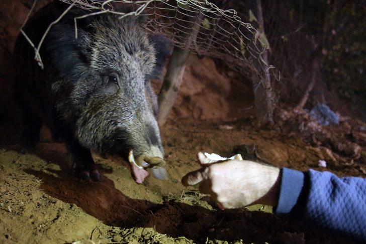 İstanbul Sarıyer'de şaşırtan görüntüler! Yaban domuzlarını elleriyle besliyorlar G3