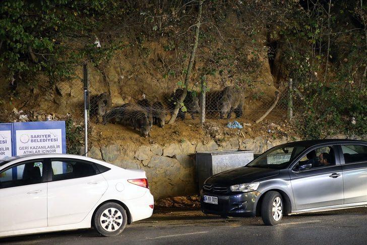İstanbul Sarıyer'de şaşırtan görüntüler! Yaban domuzlarını elleriyle besliyorlar G4
