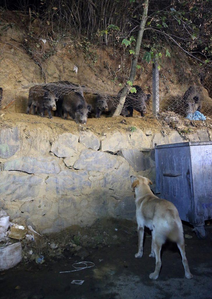 İstanbul Sarıyer'de şaşırtan görüntüler! Yaban domuzlarını elleriyle besliyorlar G5