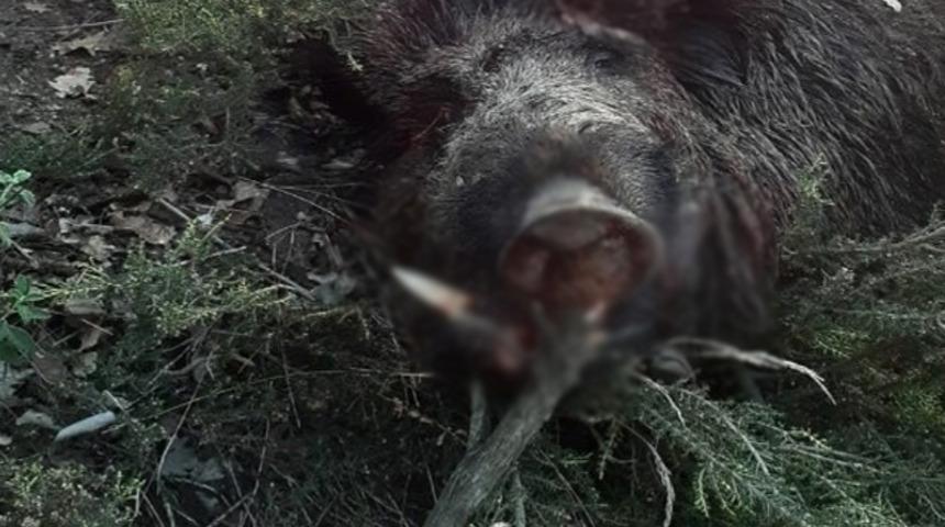 Sakarya'daki 453 kiloluk domuzu görenler gözlerine inanamadı