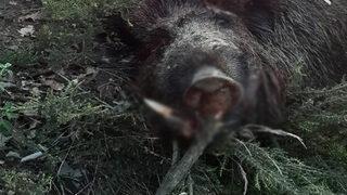 Sakarya'daki 453 kiloluk domuzu görenler gözlerine inanamadı