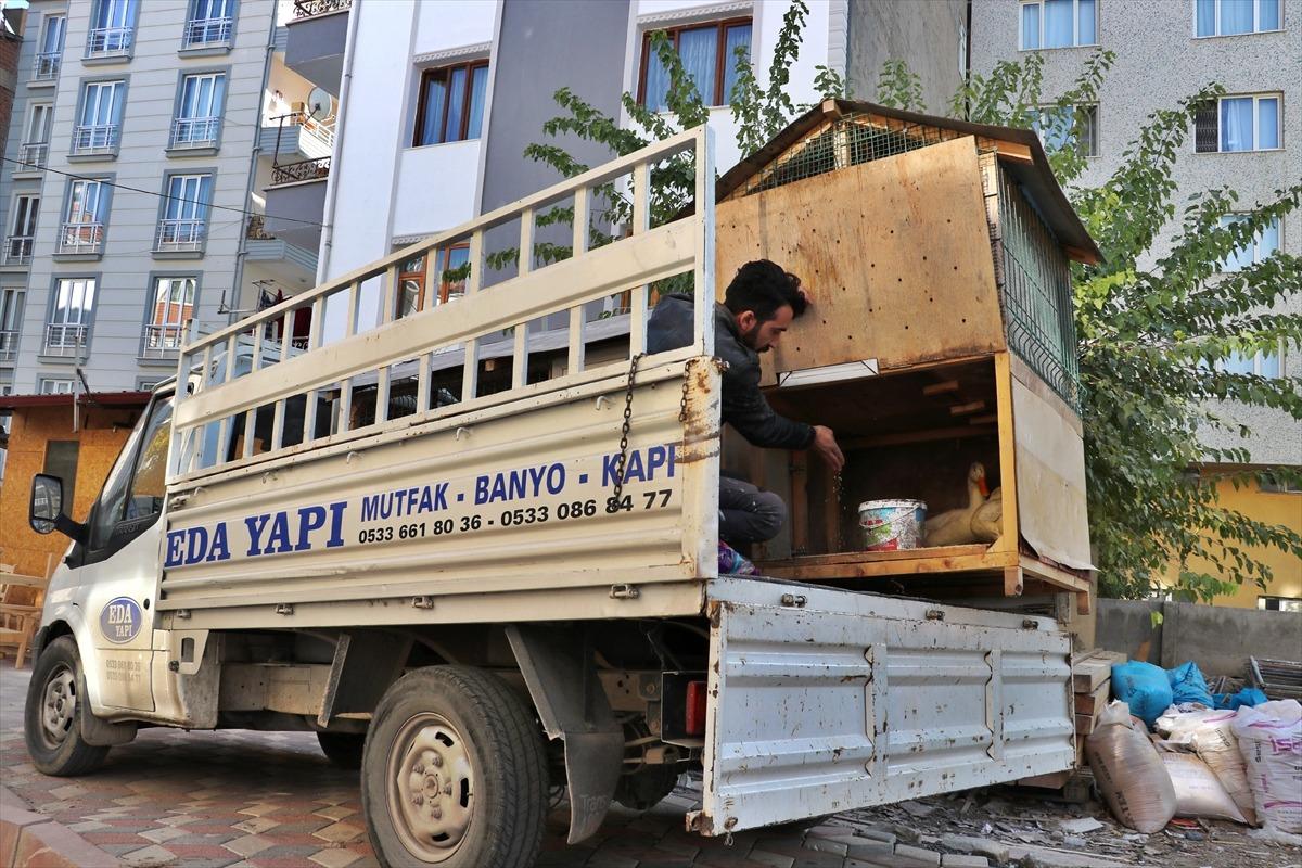 Komşular şikayet edince k&uuml;mesi kamyonete kurdu