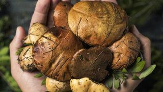 Mantar zehirlenmeleri organ nakline kadar götürebiliyor